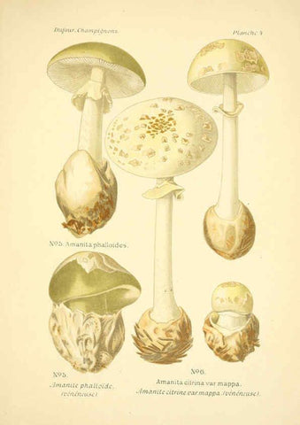 Reproducción/Reproduction 6358013781: Atlas des champignons comestibles et vénéneux Paris,P. Klincksieck,1891