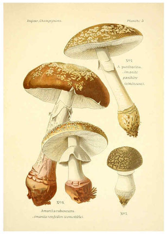 Reproducción/Reproduction 6358013975: Atlas des champignons comestibles et vénéneux Paris,P. Klincksieck,1891