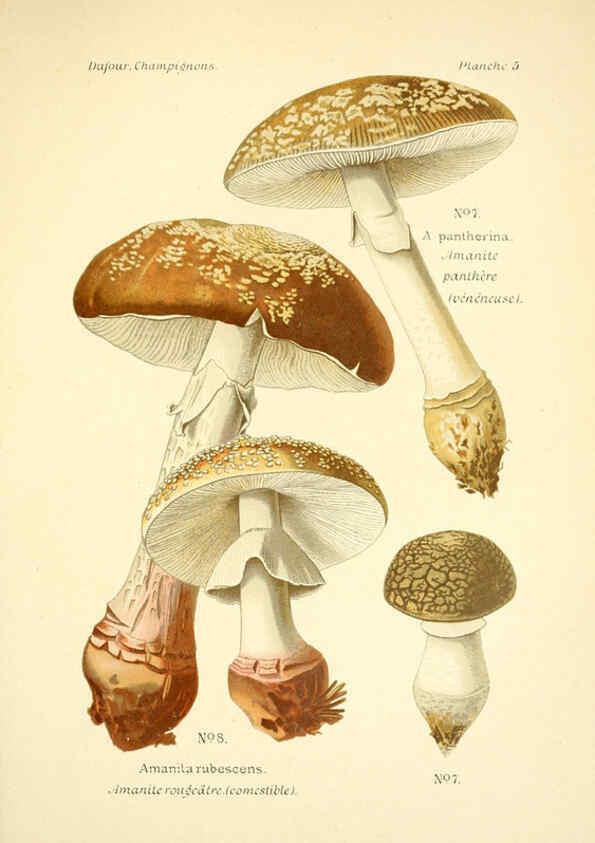 Reproducción/Reproduction 6358013975: Atlas des champignons comestibles et vénéneux Paris,P. Klincksieck,1891