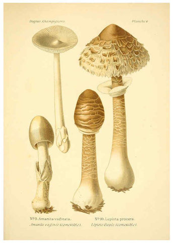 Reproducción/Reproduction 6358014305: Atlas des champignons comestibles et vénéneux Paris,P. Klincksieck,1891