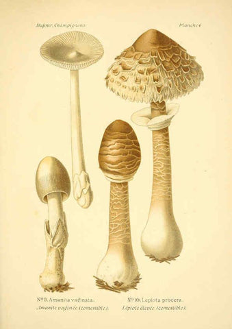 Reproducción/Reproduction 6358014305: Atlas des champignons comestibles et vénéneux Paris,P. Klincksieck,1891