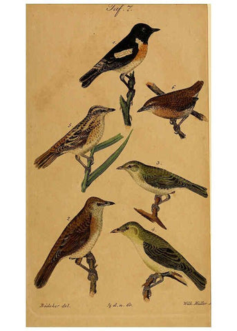 Reproducción/Reproduction 6353664769: Handbuch für den Liebhaber der Stuben-, Haus- und aller der Zähmung werthen Vögel Ilmenau :Druck und Verlag von Bernh. Friedr. Voigt,1832