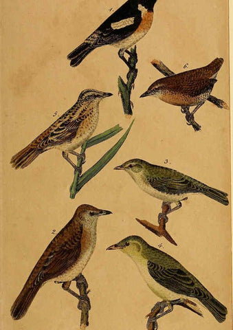 Reproducción/Reproduction 6353664769: Handbuch für den Liebhaber der Stuben-, Haus- und aller der Zähmung werthen Vögel Ilmenau :Druck und Verlag von Bernh. Friedr. Voigt,1832