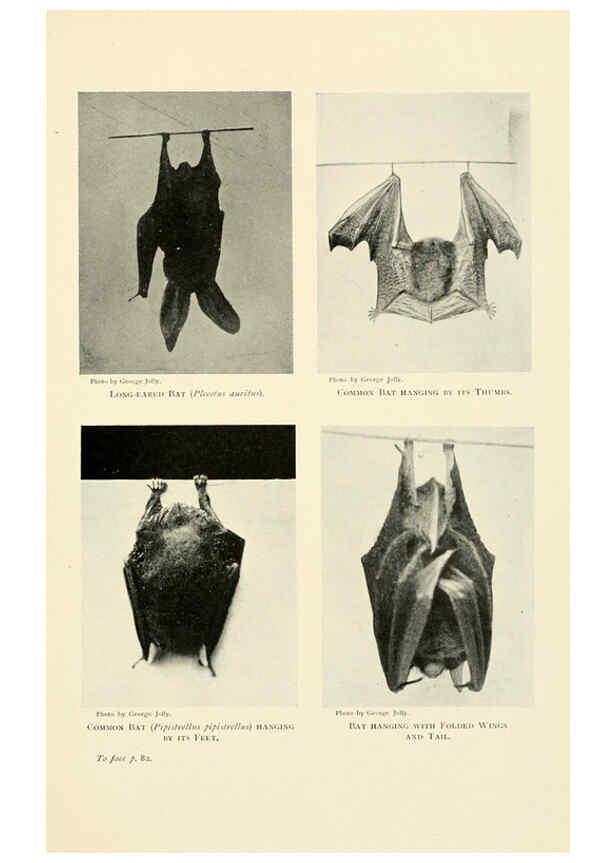 Reproducción/Reproduction 6358179573: British mammals...by Sir Harry Johnston. London,Hutchinson,1903