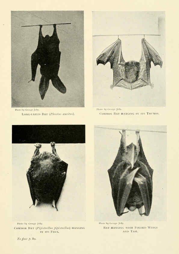 Reproducción/Reproduction 6358179573: British mammals...by Sir Harry Johnston. London,Hutchinson,1903