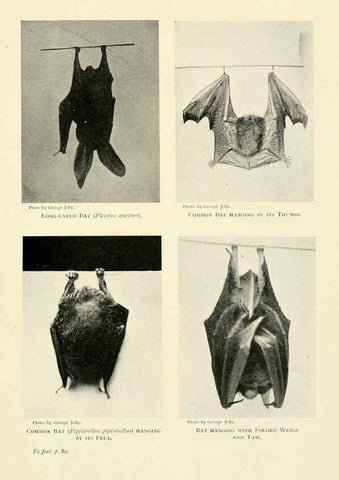 Reproducción/Reproduction 6358179573: British mammals...by Sir Harry Johnston. London,Hutchinson,1903