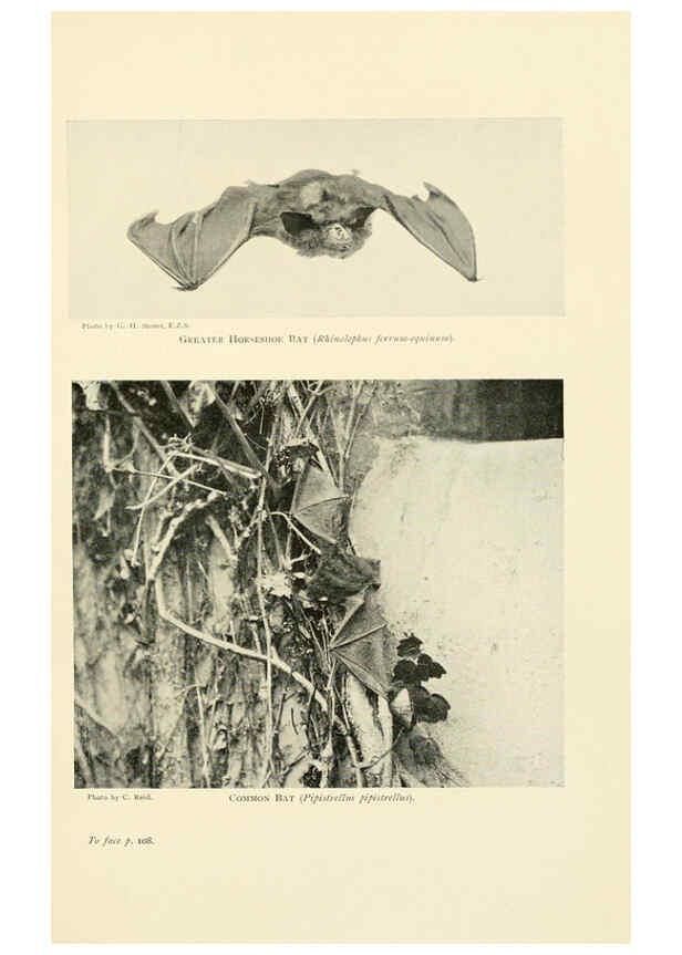 Reproducción/Reproduction 6358179839: British mammals...by Sir Harry Johnston. London,Hutchinson,1903