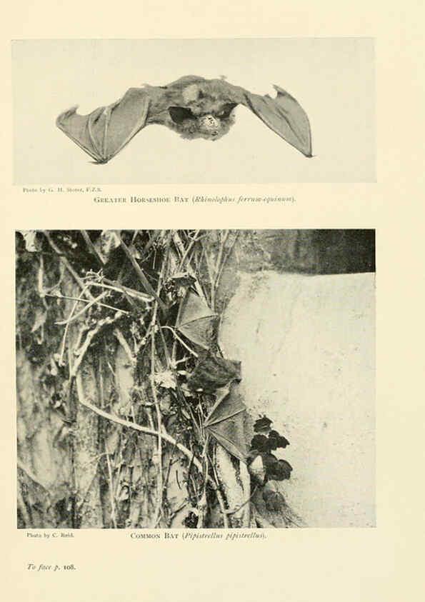 Reproducción/Reproduction 6358179839: British mammals...by Sir Harry Johnston. London,Hutchinson,1903