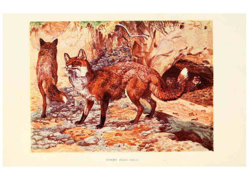 Reproducción/Reproduction 6358180131: British mammals...by Sir Harry Johnston. London,Hutchinson,1903