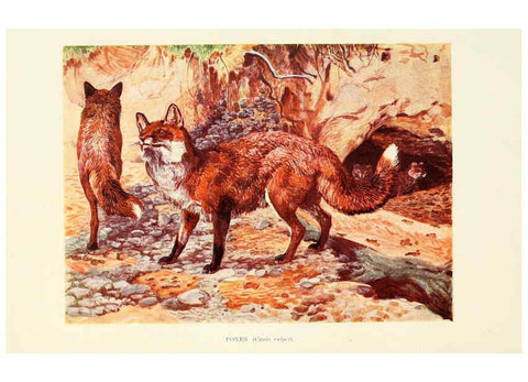 Reproducción/Reproduction 6358180131: British mammals...by Sir Harry Johnston. London,Hutchinson,1903