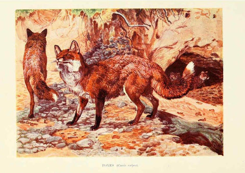 Reproducción/Reproduction 6358180131: British mammals...by Sir Harry Johnston. London,Hutchinson,1903