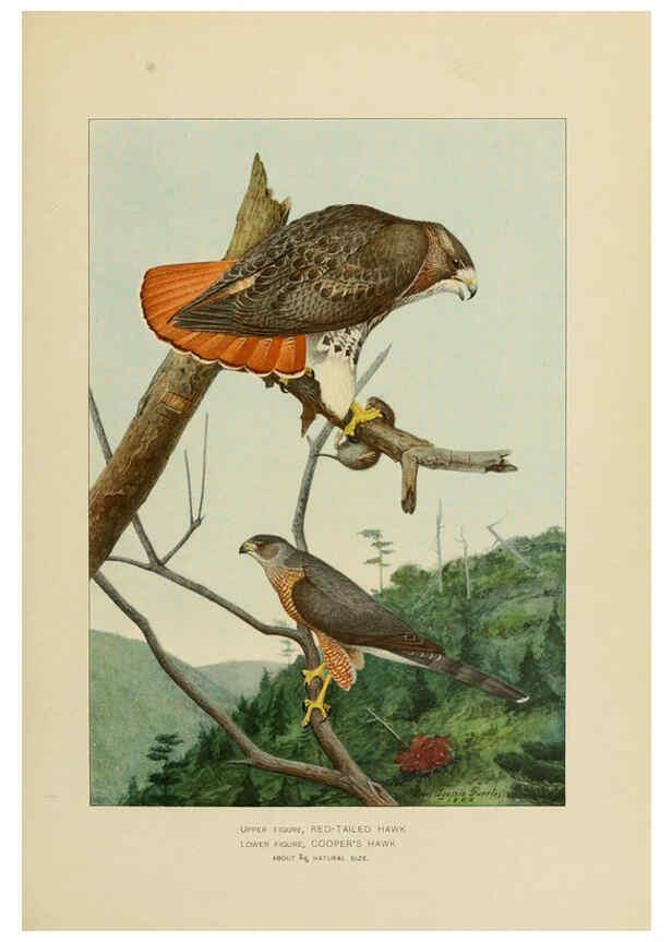 Reproducción/Reproduction 6376377223: The economic value of birds to the state Albany,J.B. Lyon Company, Printers,1903