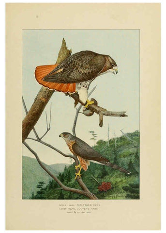 Reproducción/Reproduction 6376377223: The economic value of birds to the state Albany,J.B. Lyon Company, Printers,1903