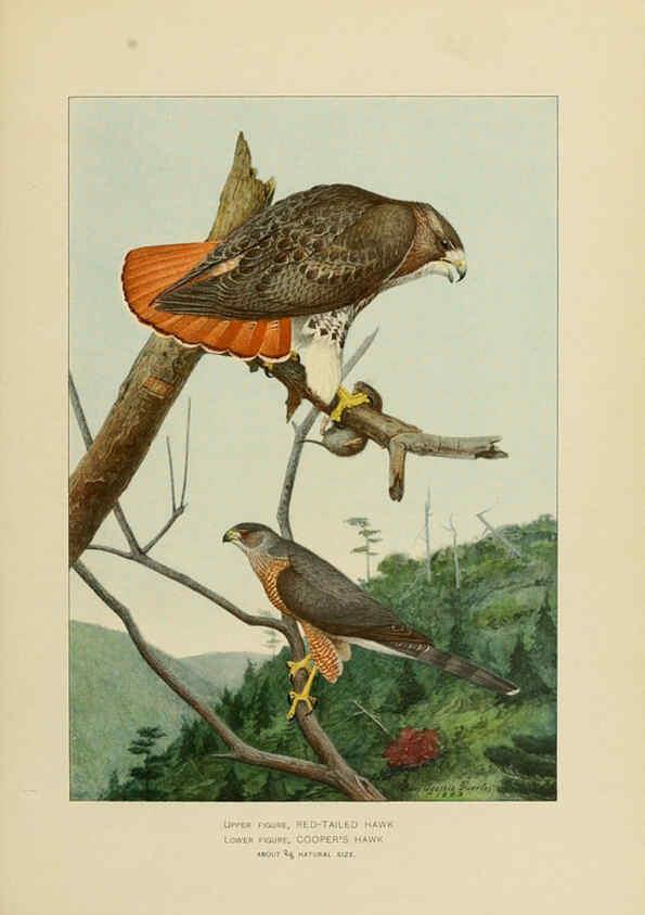 Reproducción/Reproduction 6376377223: The economic value of birds to the state Albany,J.B. Lyon Company, Printers,1903