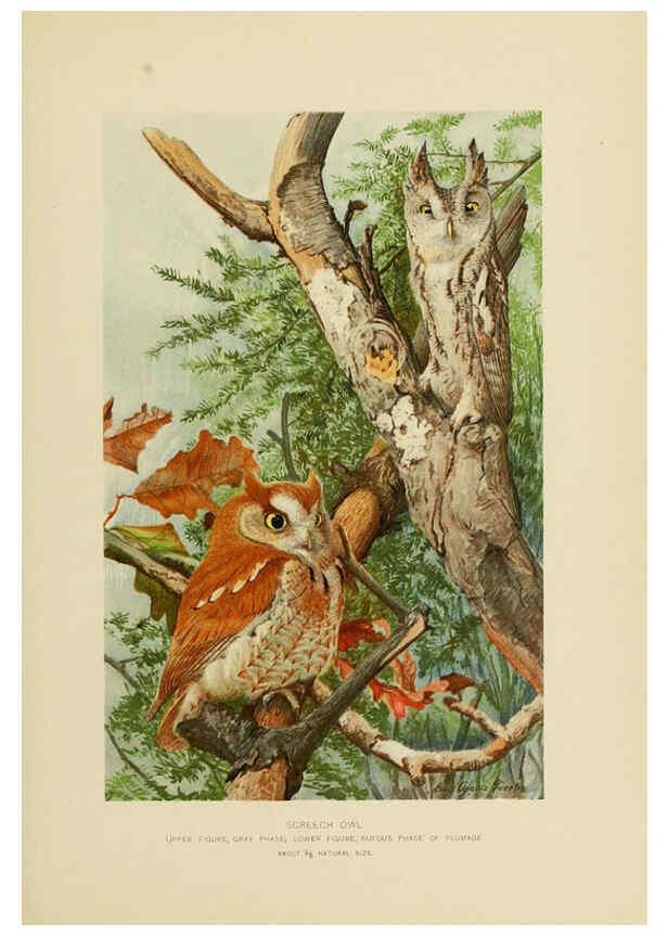 Reproducción/Reproduction 6376378039: The economic value of birds to the state Albany,J.B. Lyon Company, Printers,1903