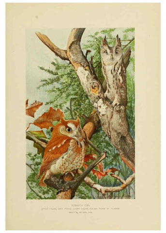 Reproducción/Reproduction 6376378039: The economic value of birds to the state Albany,J.B. Lyon Company, Printers,1903