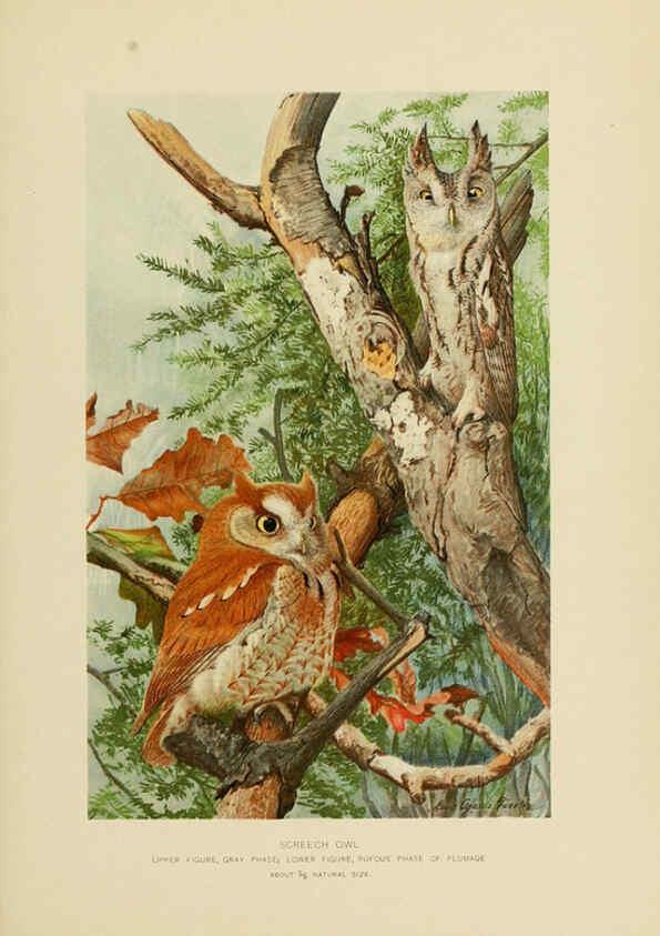 Reproducción/Reproduction 6376378039: The economic value of birds to the state Albany,J.B. Lyon Company, Printers,1903