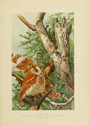 Reproducción/Reproduction 6376378039: The economic value of birds to the state Albany,J.B. Lyon Company, Printers,1903