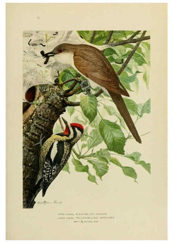 Reproducción/Reproduction 6376378953: The economic value of birds to the state Albany,J.B. Lyon Company, Printers,1903