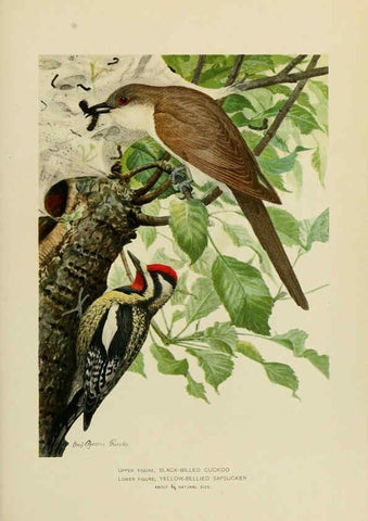 Reproducción/Reproduction 6376378953: The economic value of birds to the state Albany,J.B. Lyon Company, Printers,1903