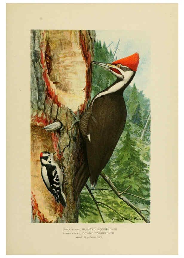 Reproducción/Reproduction 6376379615: The economic value of birds to the state Albany,J.B. Lyon Company, Printers,1903