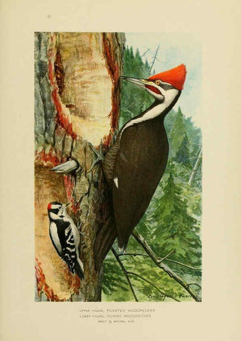 Reproducción/Reproduction 6376379615: The economic value of birds to the state Albany,J.B. Lyon Company, Printers,1903