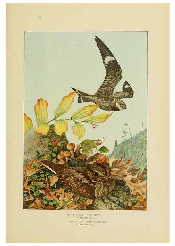 Reproducción/Reproduction 6376380009: The economic value of birds to the state Albany,J.B. Lyon Company, Printers,1903