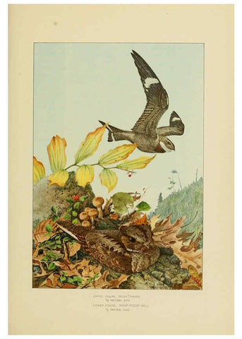 Reproducción/Reproduction 6376380009: The economic value of birds to the state Albany,J.B. Lyon Company, Printers,1903