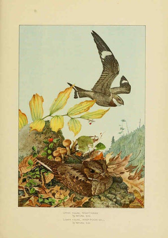 Reproducción/Reproduction 6376380009: The economic value of birds to the state Albany,J.B. Lyon Company, Printers,1903