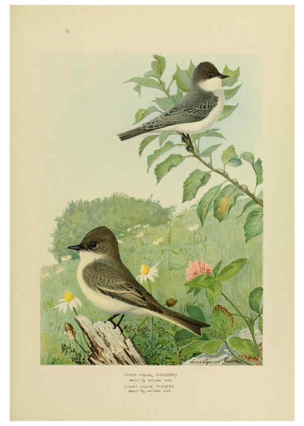 Reproducción/Reproduction 6376380405: The economic value of birds to the state Albany,J.B. Lyon Company, Printers,1903