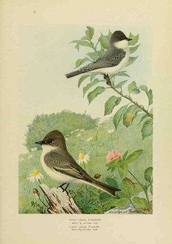 Reproducción/Reproduction 6376380405: The economic value of birds to the state Albany,J.B. Lyon Company, Printers,1903