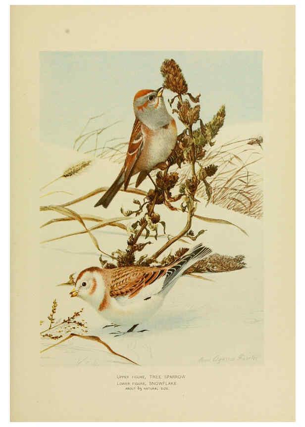 Reproducción/Reproduction 6376380769: The economic value of birds to the state Albany,J.B. Lyon Company, Printers,1903
