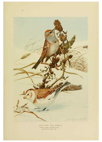 Reproducción/Reproduction 6376380769: The economic value of birds to the state Albany,J.B. Lyon Company, Printers,1903
