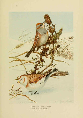 Reproducción/Reproduction 6376380769: The economic value of birds to the state Albany,J.B. Lyon Company, Printers,1903