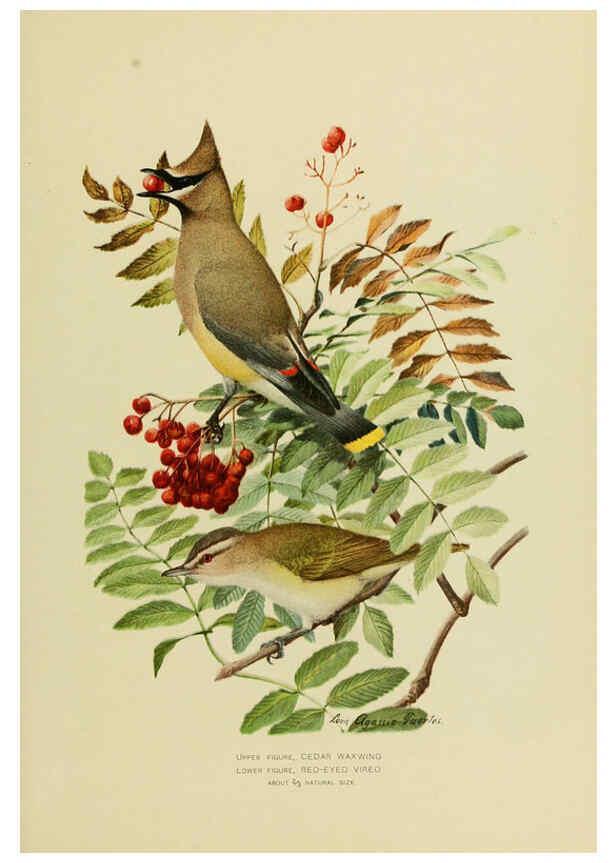 Reproducción/Reproduction 6376381349: The economic value of birds to the state Albany,J.B. Lyon Company, Printers,1903