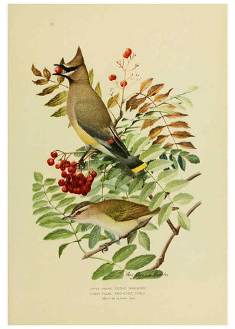 Reproducción/Reproduction 6376381349: The economic value of birds to the state Albany,J.B. Lyon Company, Printers,1903
