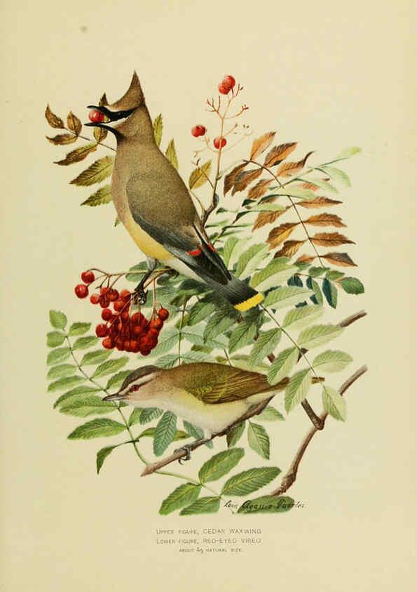 Reproducción/Reproduction 6376381349: The economic value of birds to the state Albany,J.B. Lyon Company, Printers,1903
