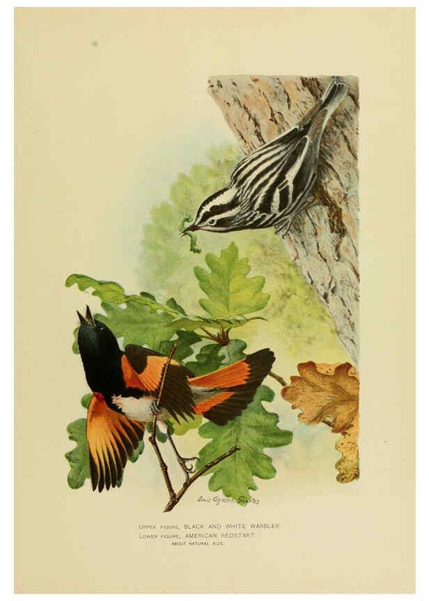 Reproducción/Reproduction 6376381743: The economic value of birds to the state Albany,J.B. Lyon Company, Printers,1903