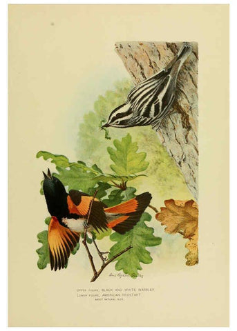 Reproducción/Reproduction 6376381743: The economic value of birds to the state Albany,J.B. Lyon Company, Printers,1903