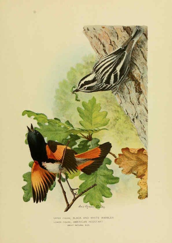 Reproducción/Reproduction 6376381743: The economic value of birds to the state Albany,J.B. Lyon Company, Printers,1903