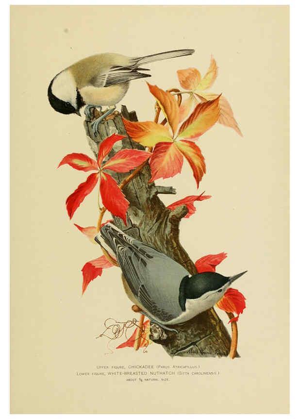 Reproducción/Reproduction 6376382157: The economic value of birds to the state Albany,J.B. Lyon Company, Printers,1903