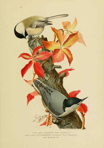 Reproducción/Reproduction 6376382157: The economic value of birds to the state Albany,J.B. Lyon Company, Printers,1903