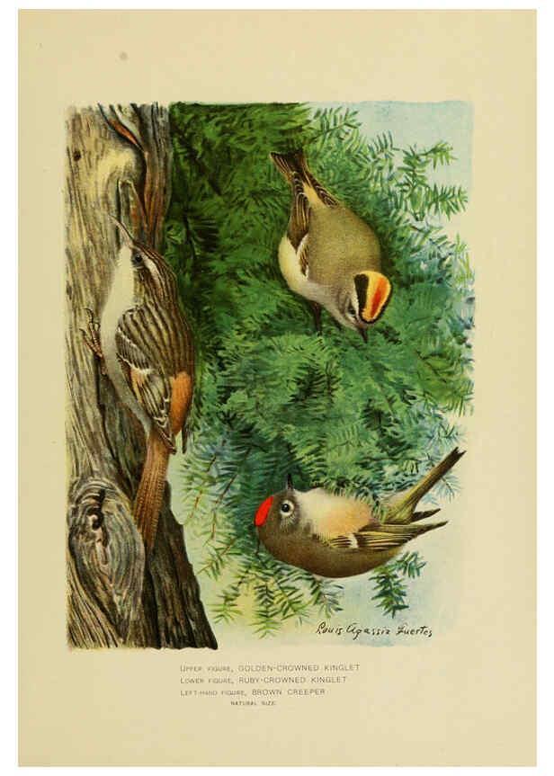 Reproducción/Reproduction 6376382721: The economic value of birds to the state Albany,J.B. Lyon Company, Printers,1903