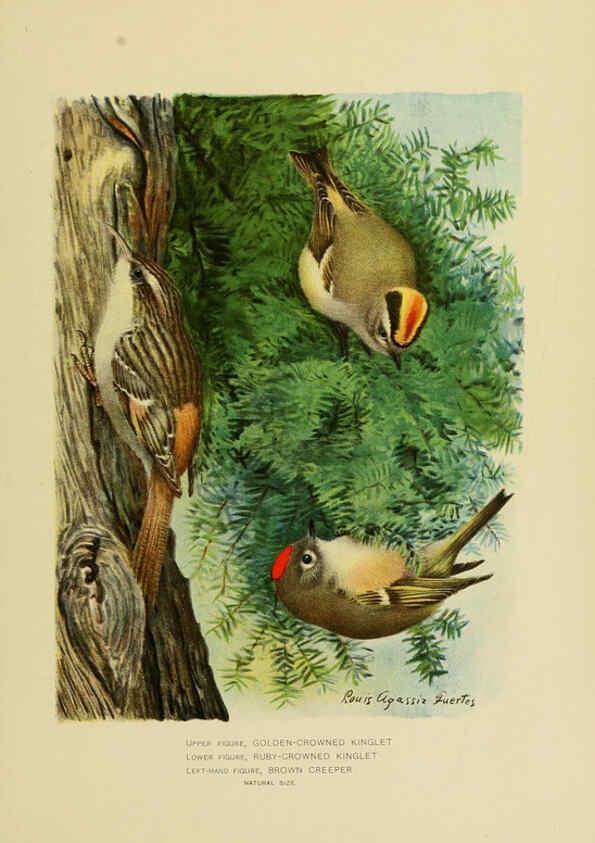Reproducción/Reproduction 6376382721: The economic value of birds to the state Albany,J.B. Lyon Company, Printers,1903