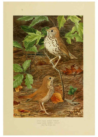 Reproducción/Reproduction 6376383229: The economic value of birds to the state Albany,J.B. Lyon Company, Printers,1903