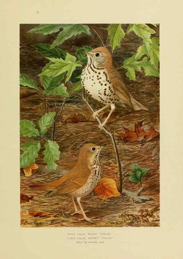 Reproducción/Reproduction 6376383229: The economic value of birds to the state Albany,J.B. Lyon Company, Printers,1903
