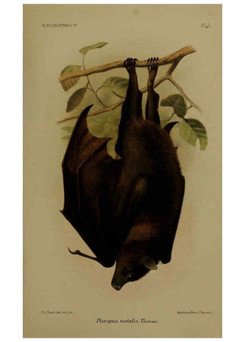 Reproducción/Reproduction 6376431111: A monograph of Christmas Island (Indian Ocean) London,Printed by order of the Trustees,1900