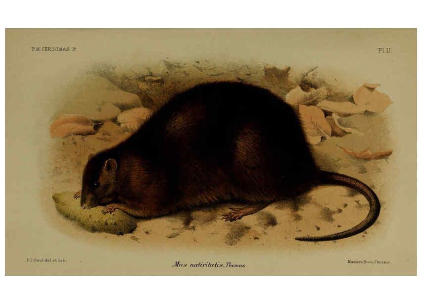 Reproducción/Reproduction 6376431431: A monograph of Christmas Island (Indian Ocean) London,Printed by order of the Trustees,1900