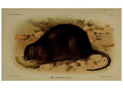 Reproducción/Reproduction 6376431431: A monograph of Christmas Island (Indian Ocean) London,Printed by order of the Trustees,1900