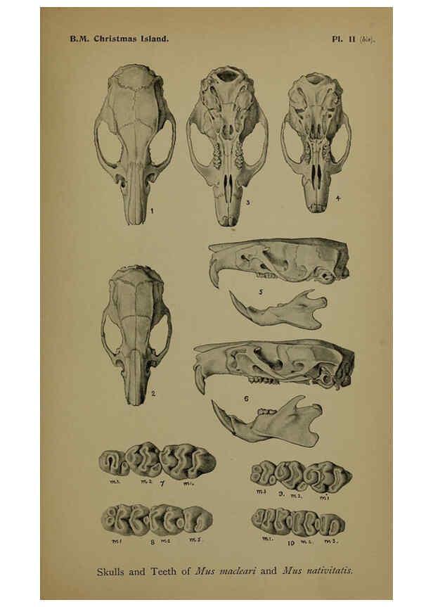 Reproducción/Reproduction 6376431781: A monograph of Christmas Island (Indian Ocean) London,Printed by order of the Trustees,1900